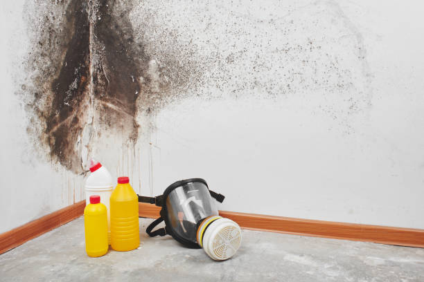 Best Local Mold Removal Service  in Loma, CO