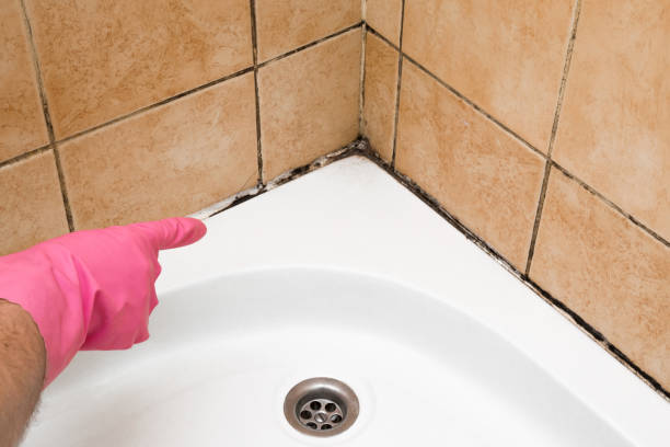 Best Certified Mold Removal  in Loma, CO
